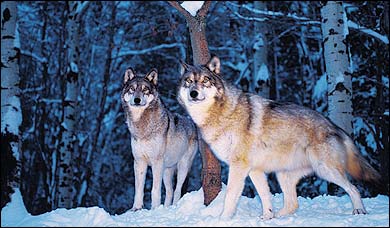 Hungry Eyes: Captive Gray Wolves at the International Wolf Center, in Ely, Minnesota