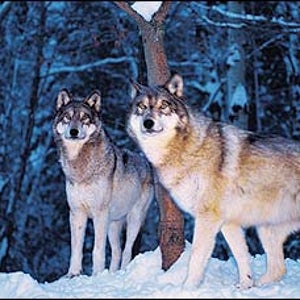 Hungry Eyes: Captive Gray Wolves at the International Wolf Center, in Ely, Minnesota