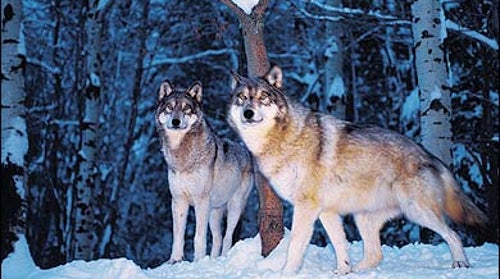 Hungry Eyes: Captive Gray Wolves at the International Wolf Center, in Ely, Minnesota