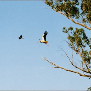 Birds migrating through the Jordan Valley, including a majestic white stork with a six-foot wingspan.