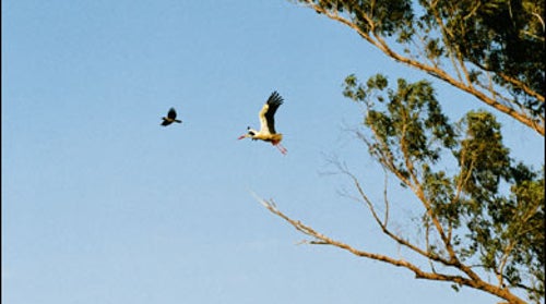 Birds migrating through the Jordan Valley, including a majestic white stork with a six-foot wingspan.