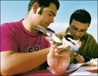 Logging in: Anton Khalilieh, left, and Sameh Darawshi record data on a mature male masked shrike, captured at the Jericho ringing station.