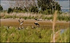 A mixed flock of waders at an Important Bird Area on the southern shore of the Sea of Galilee
