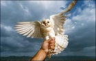 Wings over the promised land: a freshly banded barn owl at Kafr Ruppin, a kibbutz in the heart of the Jordan Valley