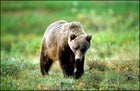 southeast alaska, misty fjords, glacier bay, grizzly