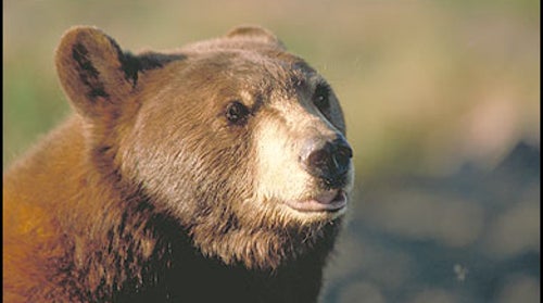 haida, southeast alaska