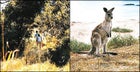 Mollymook/Durras