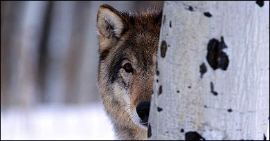 Yellowstone wolf