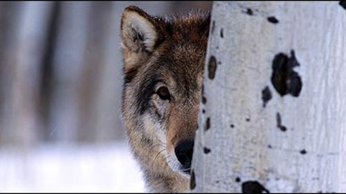 Yellowstone wolf