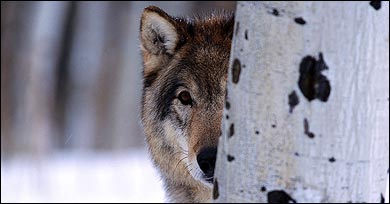 Animal Magnetism
