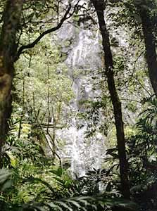 A trailside view through the rich foliage of La Tigra National Park