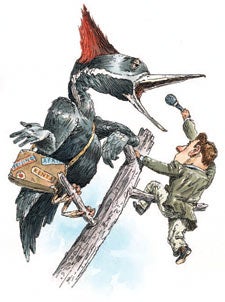 ivory billed woodpecker