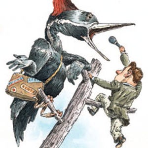 ivory billed woodpecker