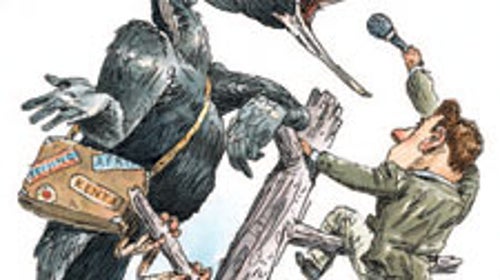 ivory billed woodpecker