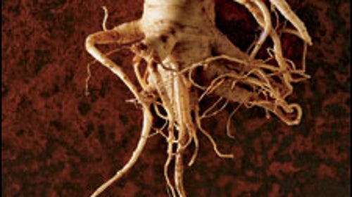 ginseng