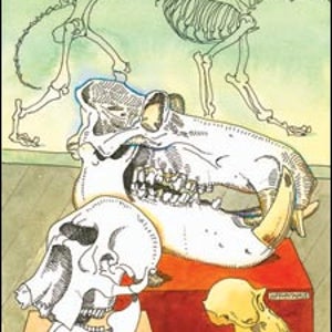 skulls