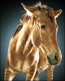 Zonkeys Are Pretty Much My Favorite Animal
