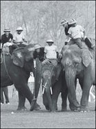 World Elephant Polo Championships