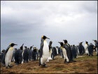 King penguins, Volunteer Point, East Falkland