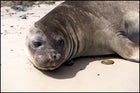 Elephant seal, Falklands