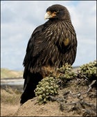 Striated Caracara, Falklands