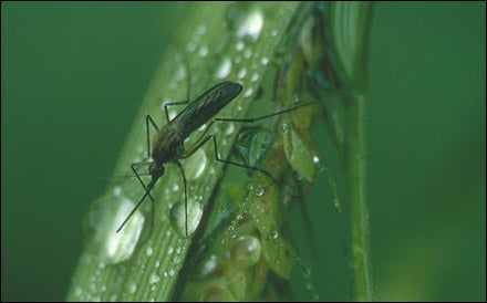 mosquito