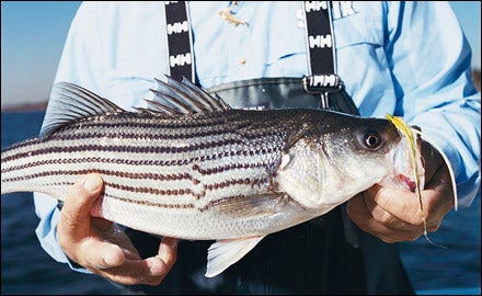 Jersey Fly Angler Lands, Releases Massive Shoreline Striper - Game & Fish