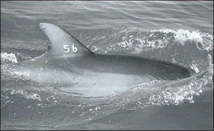 Dolphin 56