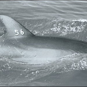 Dolphin 56