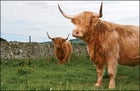 Highland cows
