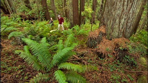 Mark Godfrey/The Nature Conservancy