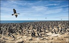 King cormorants, Falklands