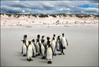 King penguins, Falklands