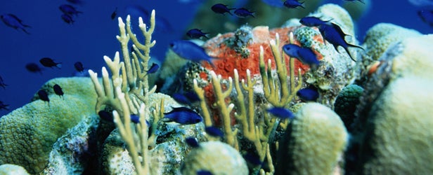 Belize Barrier Reef