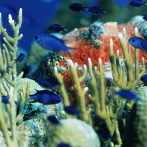 Belize Barrier Reef