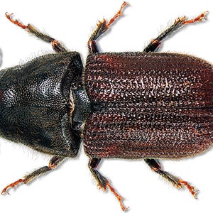 Mountain pine beetle