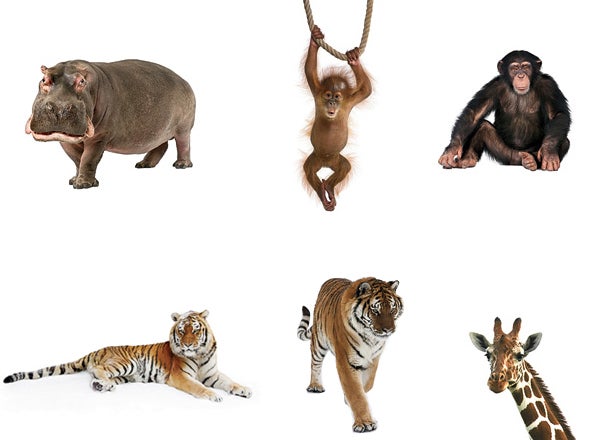 Wild Animals
