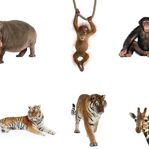 Wild Animals