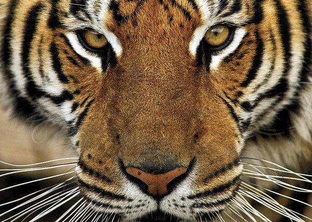 The Amur tiger