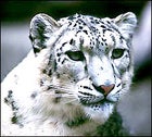 86. On its Home Turf, Encounter a Snow Leopard.