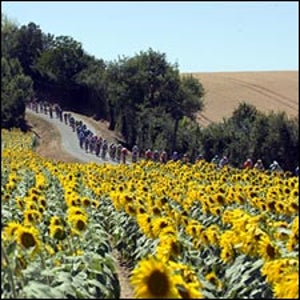 Peloton racing by sunflowers