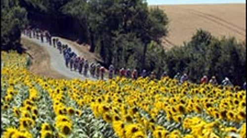 Peloton racing by sunflowers