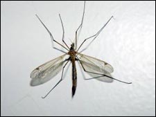 Mosquito