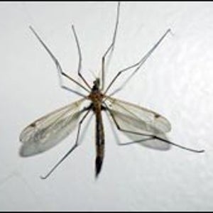 Mosquito