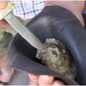 Oyster Shucking 101