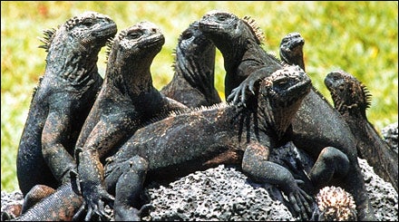 Galapagos Iguanas