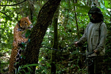 A jaguar plays hide and seek behind a tree trunk