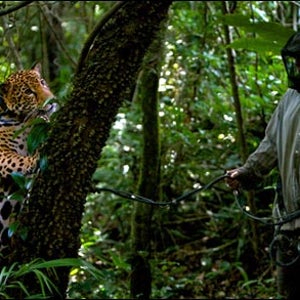 A jaguar plays hide and seek behind a tree trunk
