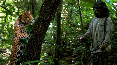 A jaguar plays hide and seek behind a tree trunk