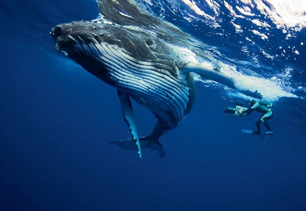 Humpback Whaltes